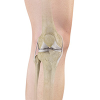 Normal Anatomy of the Knee 